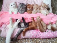5 Sleepy Cats Share Nap Together Is The Most Adorable Thing Ever
