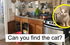 Almost Nobody Could Find The Cat In This Picture, And Her Owner Posted A Whole Gallery Of Her Ninja Cat