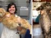 If You Think Your Cat Is Big, You Should See These Huge Maine Coon Cats