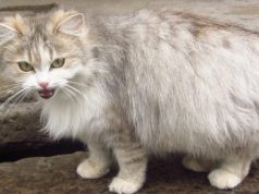 Heavily Pregnant Cat Cried Out To People To Help Feed Her, Then Luck Smiles On Her