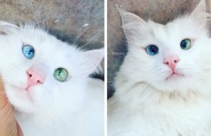 This Cat’s Eyes Of Different Colors Will Capture Your Heart Immediately