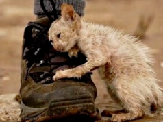 Everyone Was Told Not To Touch This Cat But Then One Man Didn’t Listen