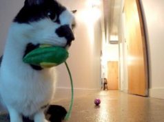 Do Cats Miss Us When We Leave?