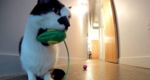 Do Cats Miss Us When We Leave?