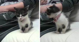 Little Kitten Didn’t Want To Sleep Alone, What He Does Next Will Melt Your Heart