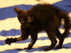 Adopted Kitten Had To Fight For Her Life, Now She’s Stronger Than Ever