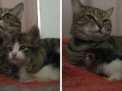 Meet Karl, The Protector Who Took Care Of His New Stray Cat Friend