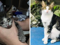 This Stray Kitten Was Found In A Terrible Condition And His Transformation After Months Of Love Is Remarkable