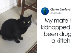 Man Accidentally Kidnaps Neighbour’s Cat Thinking It Was His, And It Escalates Hilariously